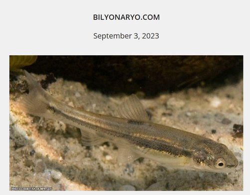 Bylionario: "Minnows blamed for algae-filled French, Spanish lakes"