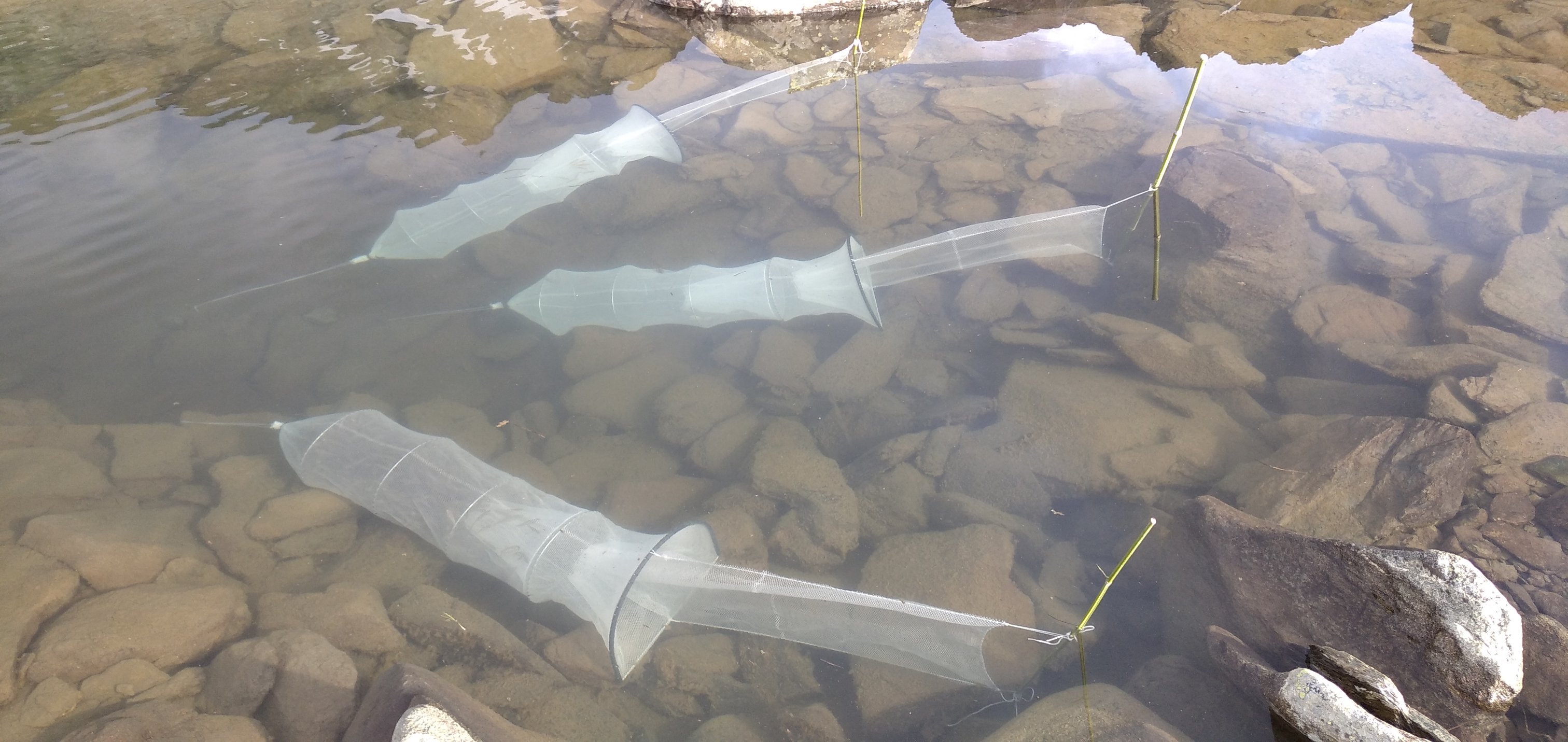 FishME_ToolBox_traps #3 (RT)