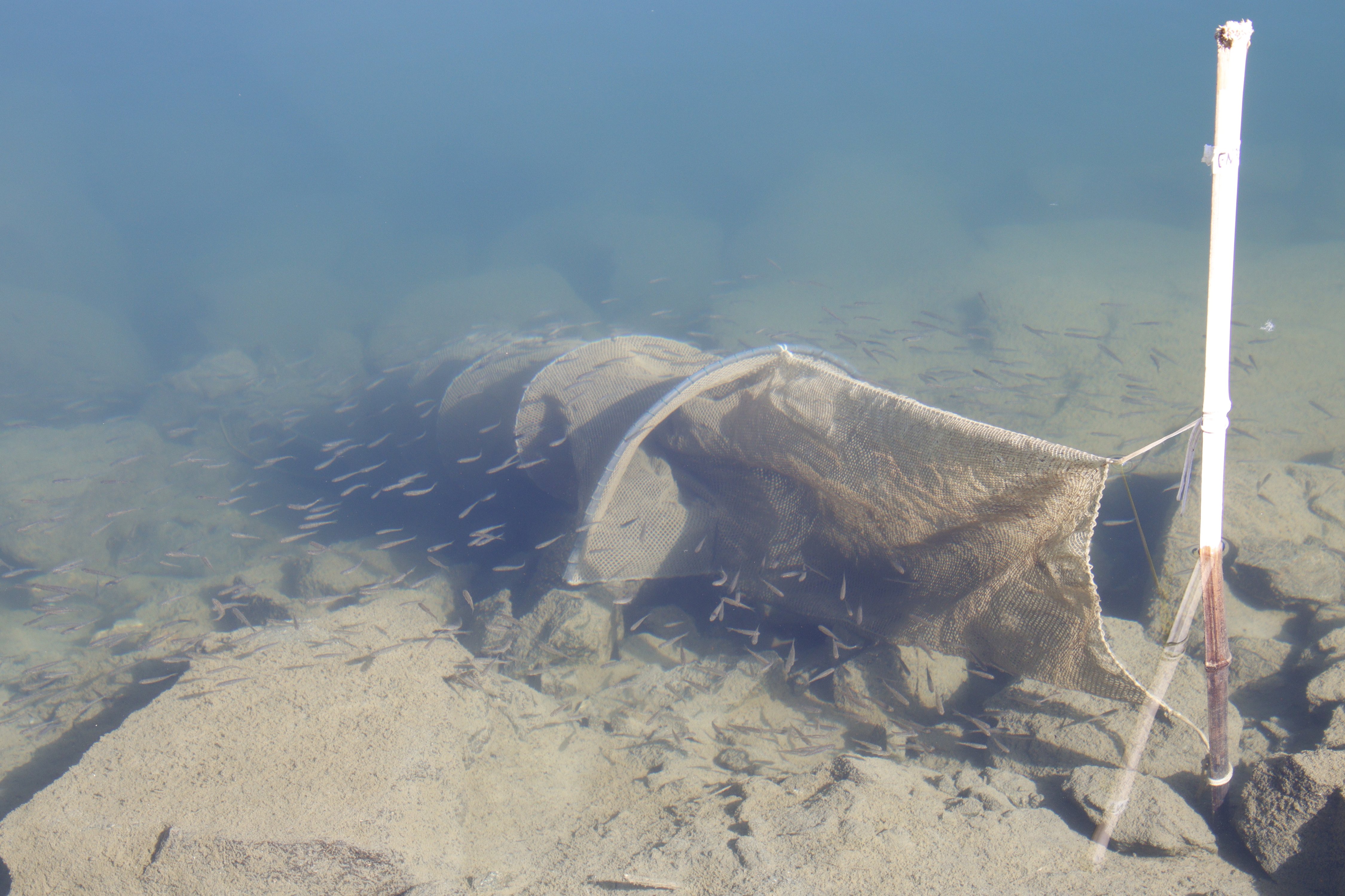 FishME_ToolBox_traps with Phoxinus (RT)