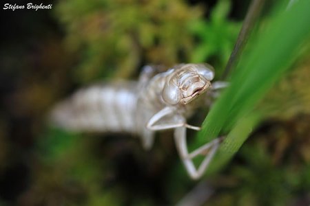 FishMe ToolBox_Macroinvertebrates_#1 (Stefano Brighenti)