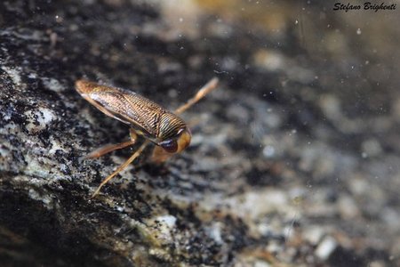 FishMe ToolBox_Macroinvertebrates_#2 (Stefano Brighenti)