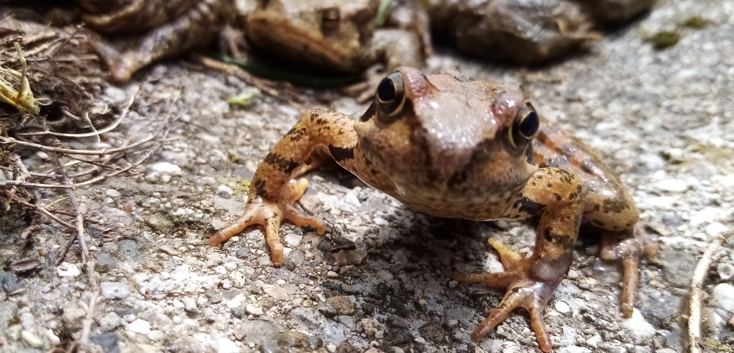 FishMe ToolBox_Rana temporaria #10 (RT)