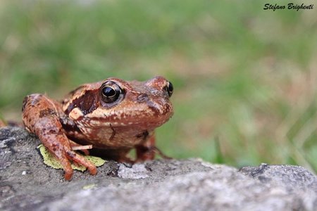 FishMe ToolBox_Rana temporaria #12 (RT)