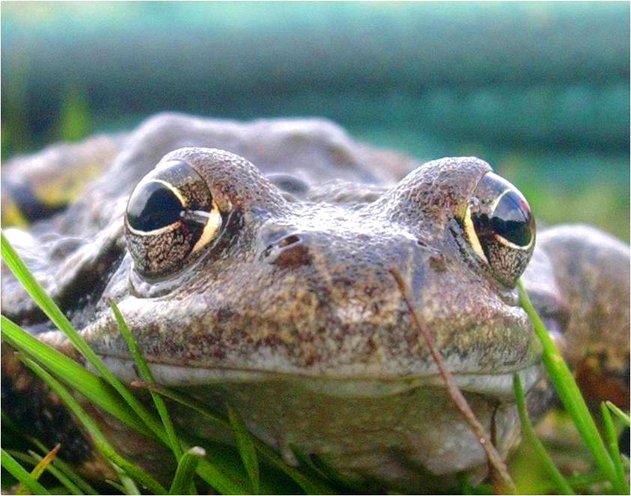 FishMe ToolBox_Rana temporaria #4 (RT)