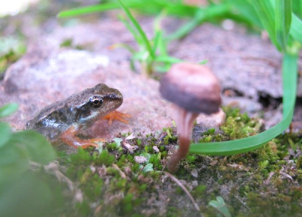 FishMe ToolBox_Rana temporaria #7 (RT)