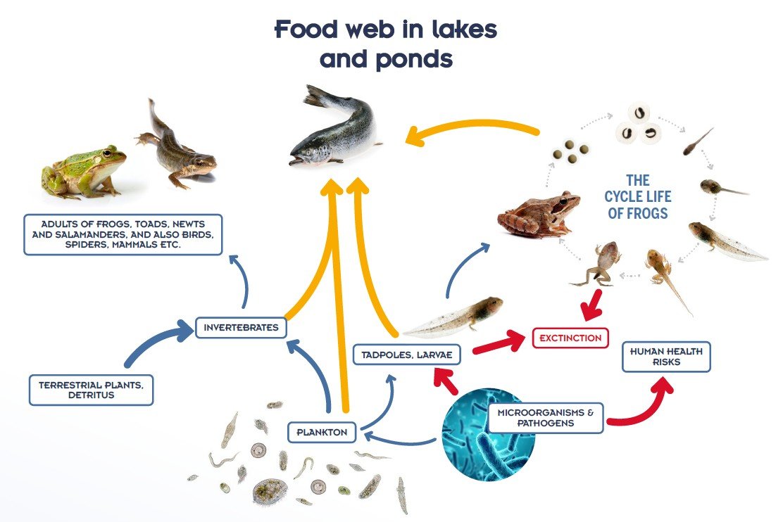 Who feads on whom in a mountain lake (from D. Schmeller, 'Mountains - sentinels of change')
