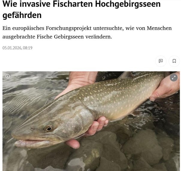Kurier (German)