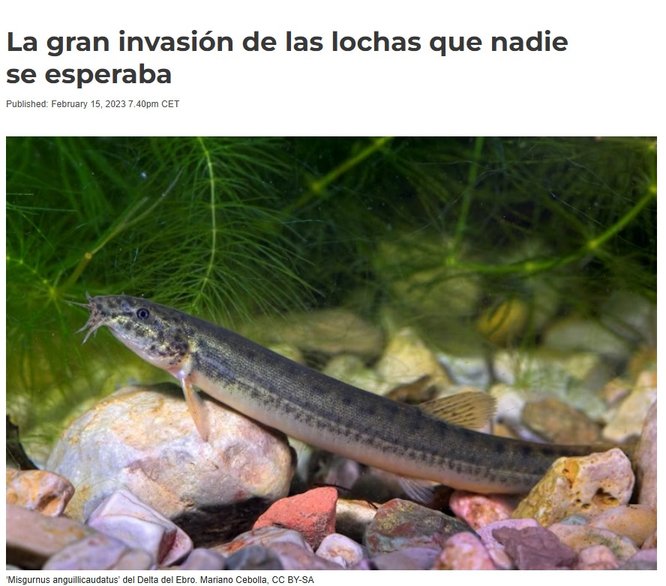 The Conversation (in Spanish)